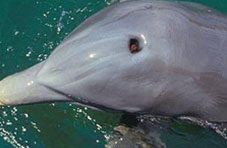 How do dolphins breath