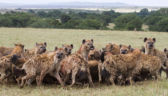 Spotted Hyenas